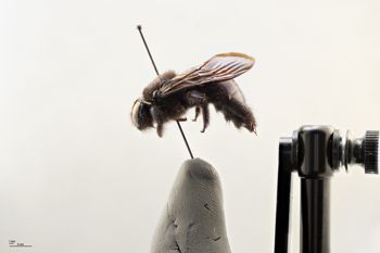 Media type: image;   Entomology 810673 Aspect: habitus lateral view